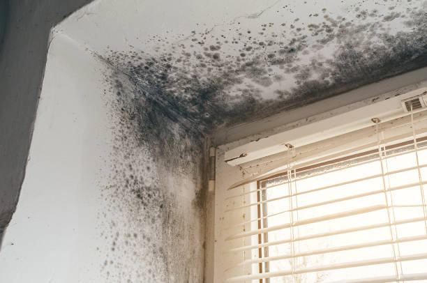 Affordable Mold Inspection And Testing solutions in Carrolltown, PA